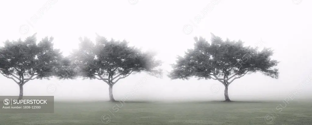 Three Trees in Fog, Lania, Hawaii, USA