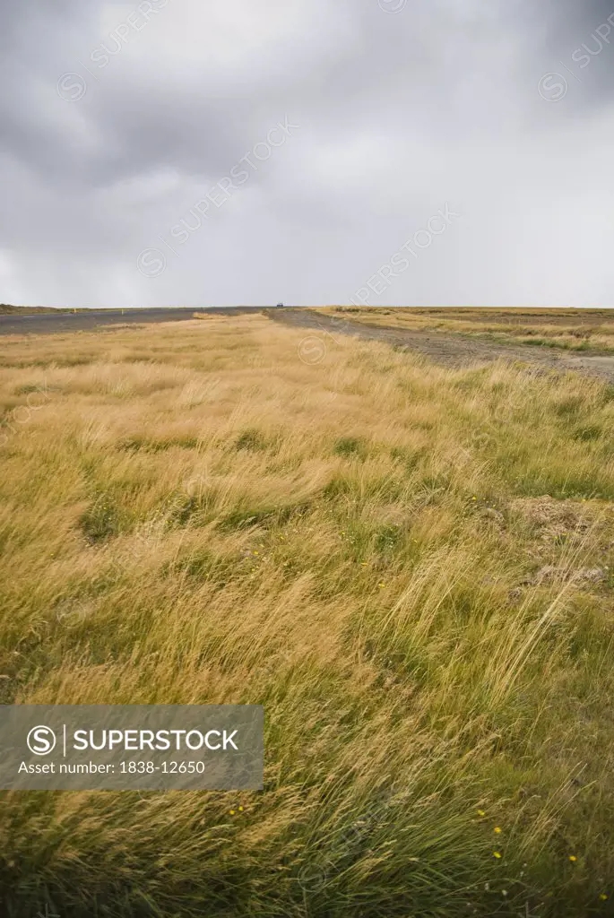 Roadside Grasses Blowing in Wind, Iceland