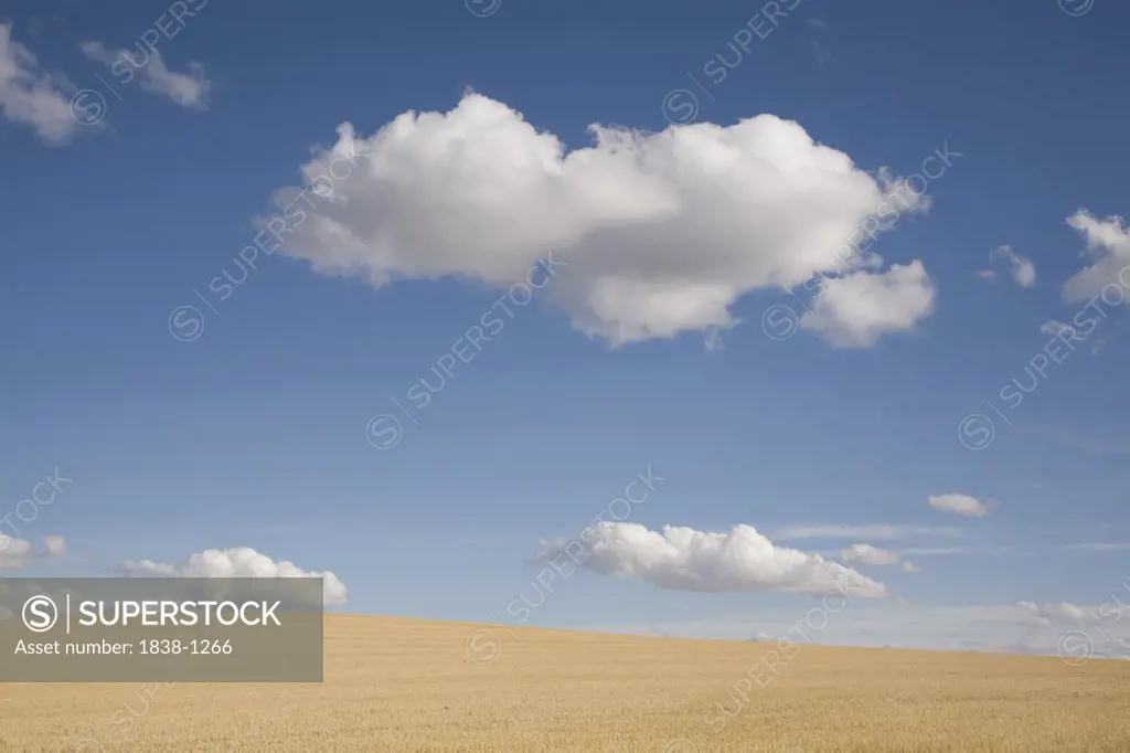 Wheat Fields and Puffy Clouds 