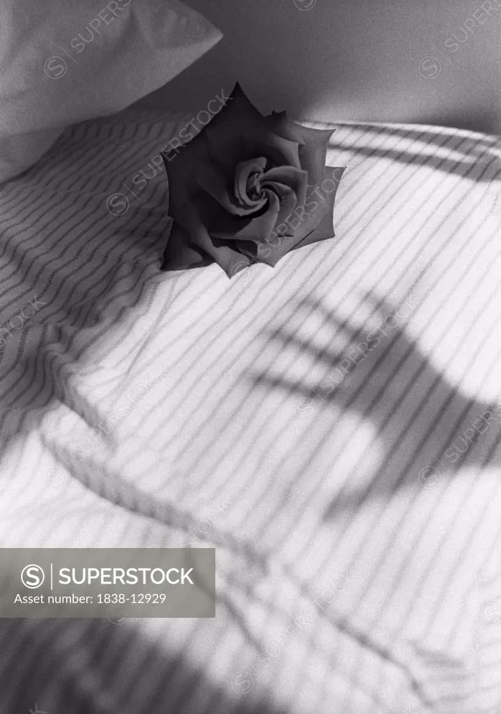 Rose and Hand Shadow on Bed