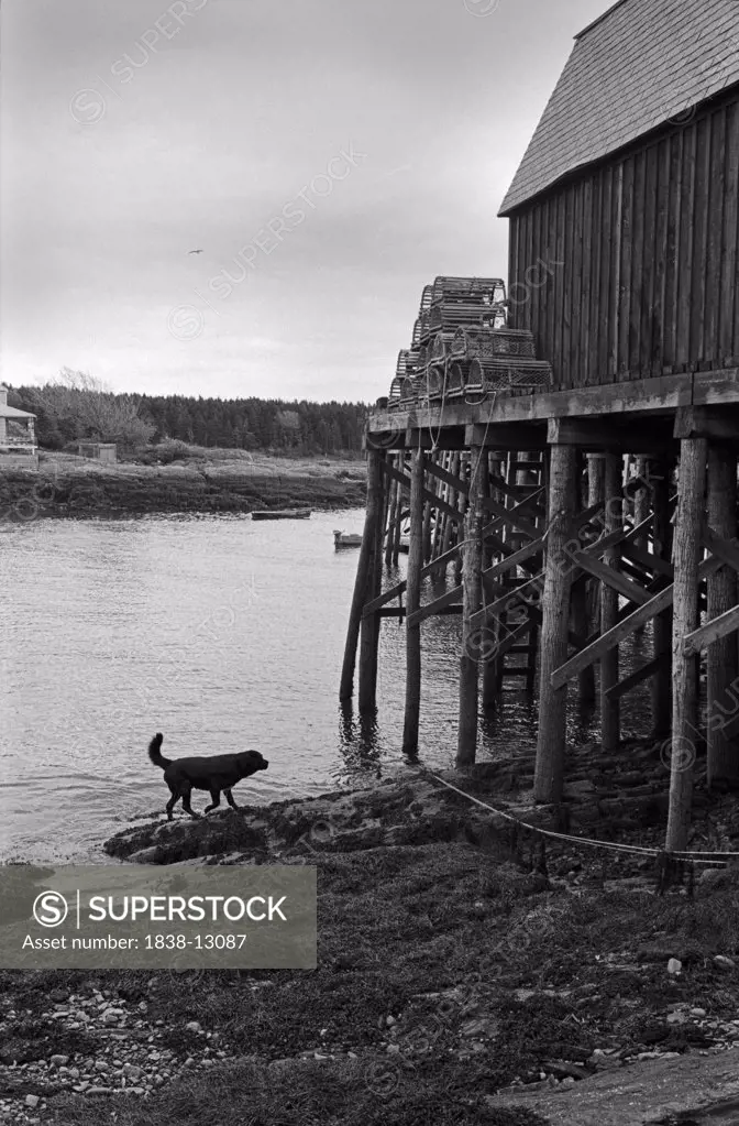 Dog Walking Along Shore Near Dock