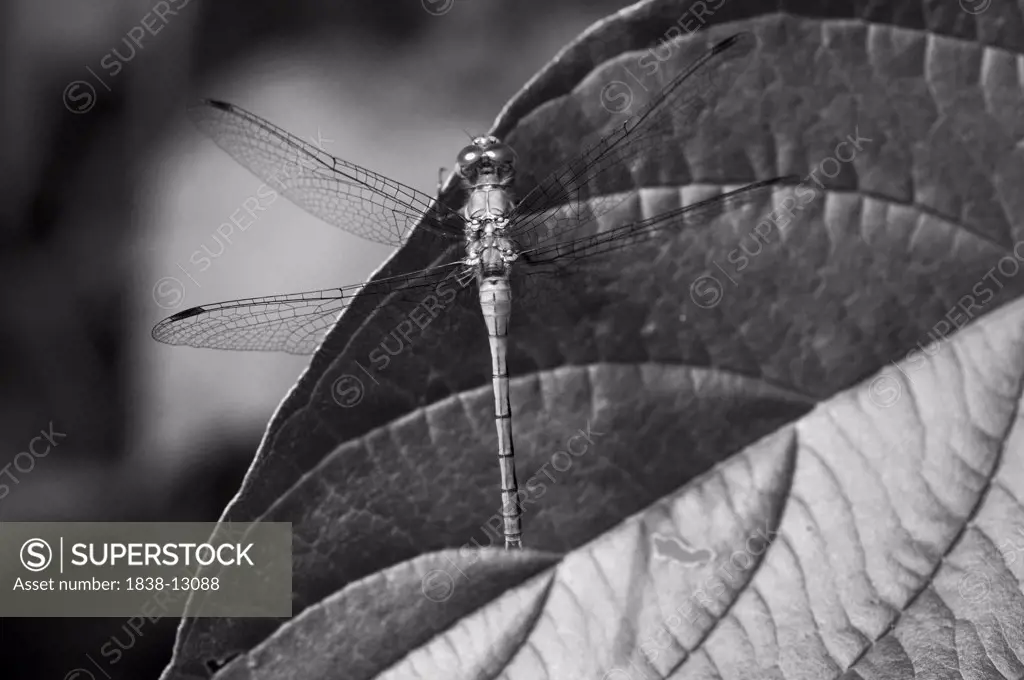 Dragonfly on Leaf, Close-Up