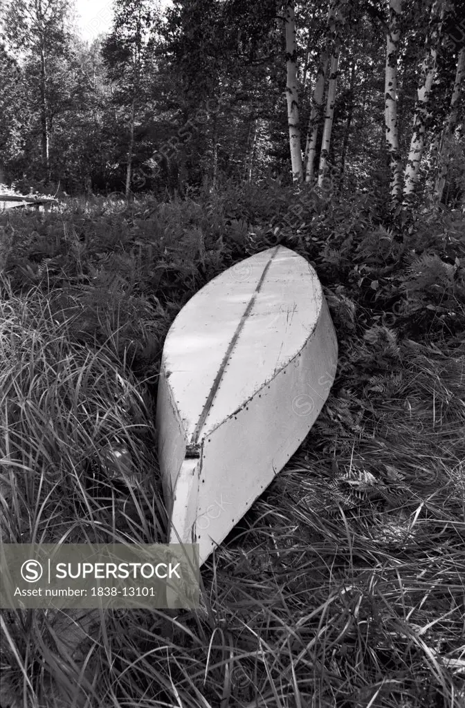 Overturned Boat in Grass With Birch Trees
