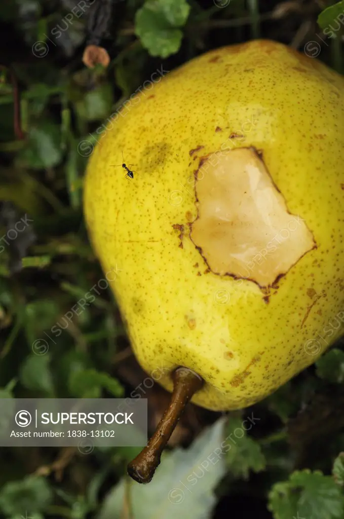 Ant on Pear