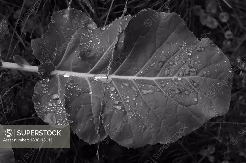 Wet Broccoli Leaf