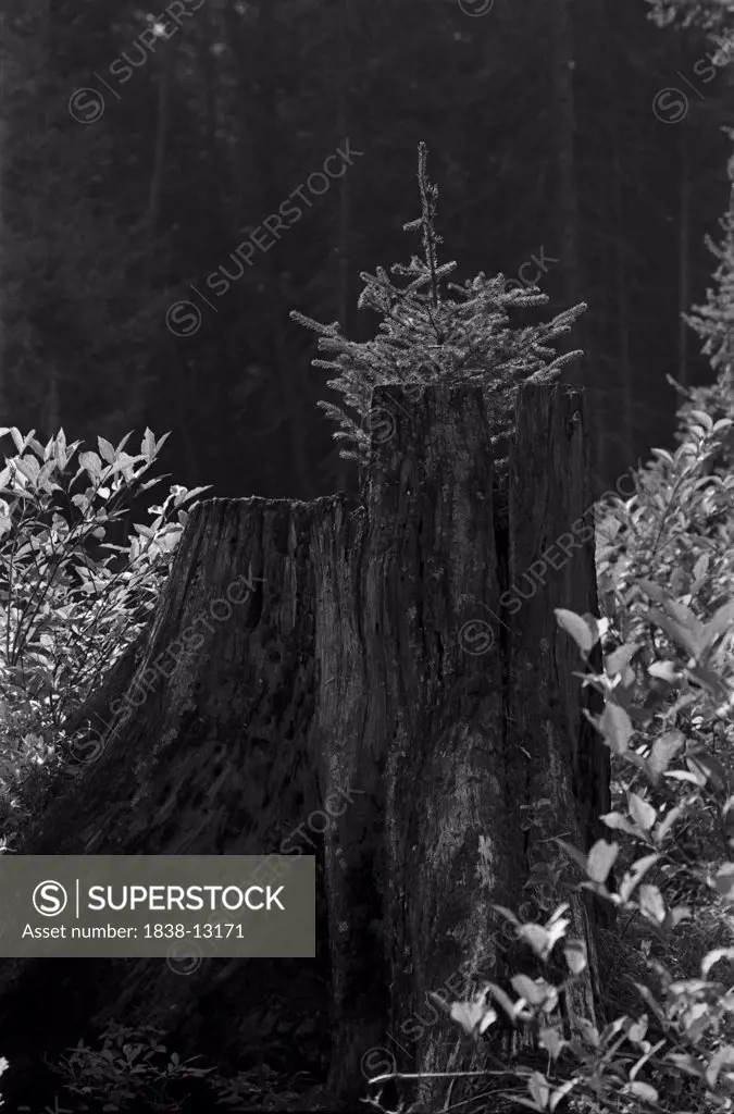 Young Tree Growing Behind Large Tree Stump