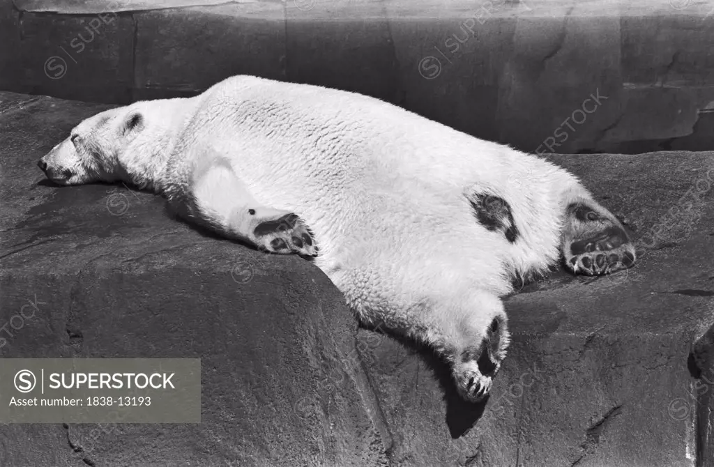 Sleeping Polar Bear on Rock