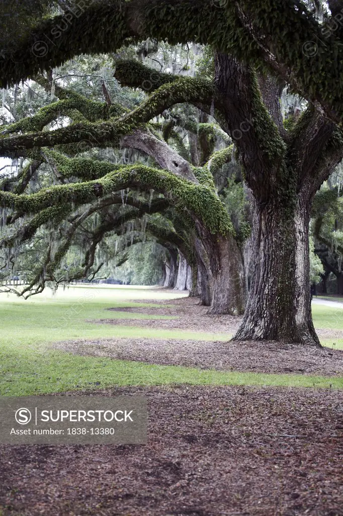 Row of Southern Live Oak Trees, Charleston, South Carolina, USA