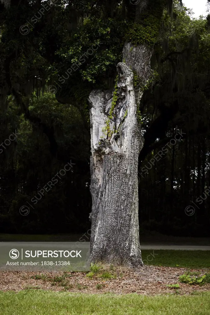 Trunk of Southern Live Oak Tree