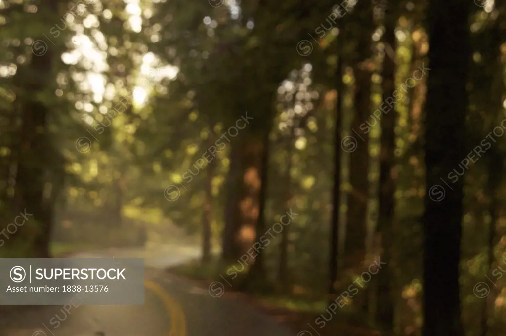 Blurred Winding Road With Trees and Mist, California, USA