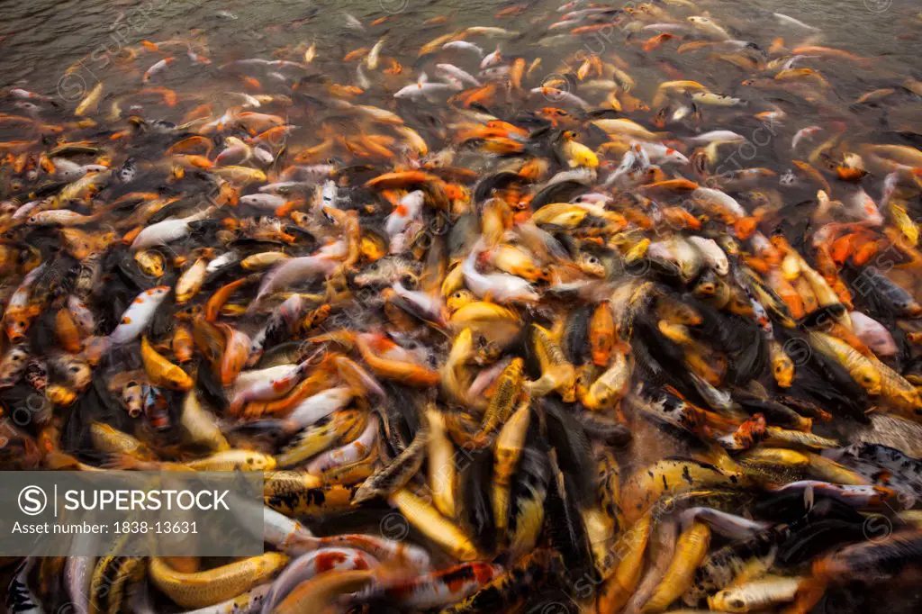 Goldfish Swarm for Food in Pond, Dalat, Vietnam
