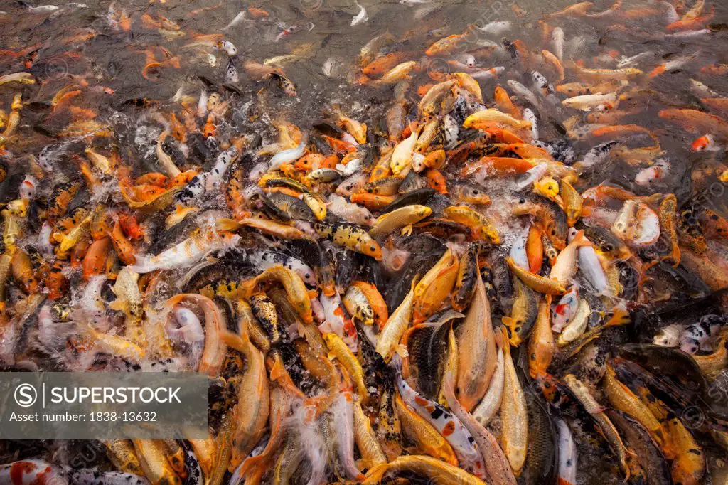 Goldfish Swarm for Food in Pond, Dalat, Vietnam
