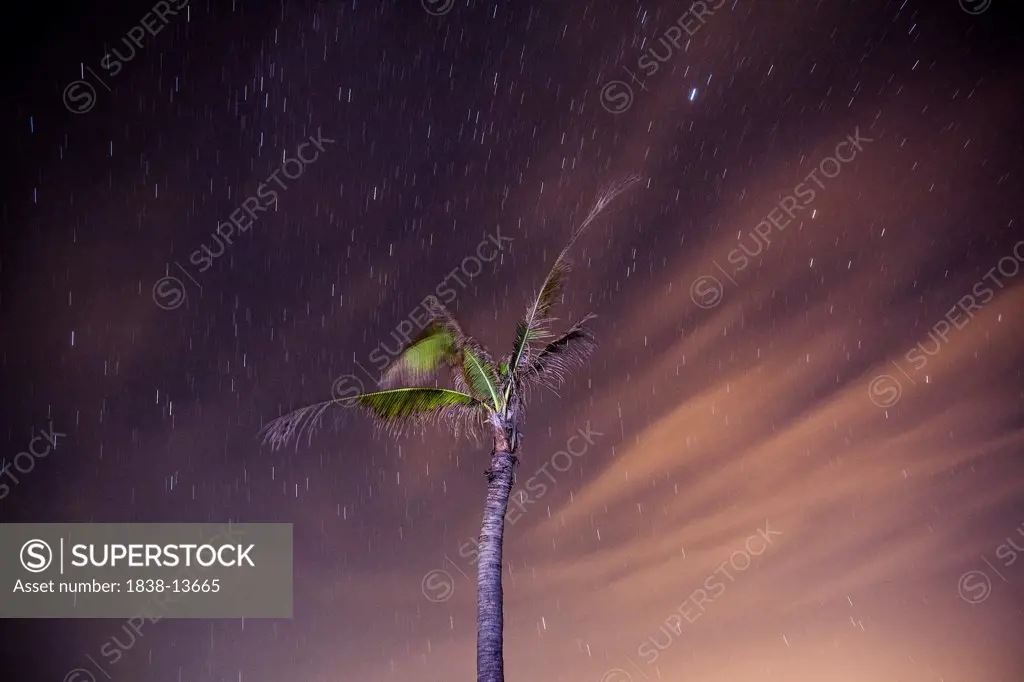 Palm Tree and Starry Night Sky, Hoi An, Vietnam
