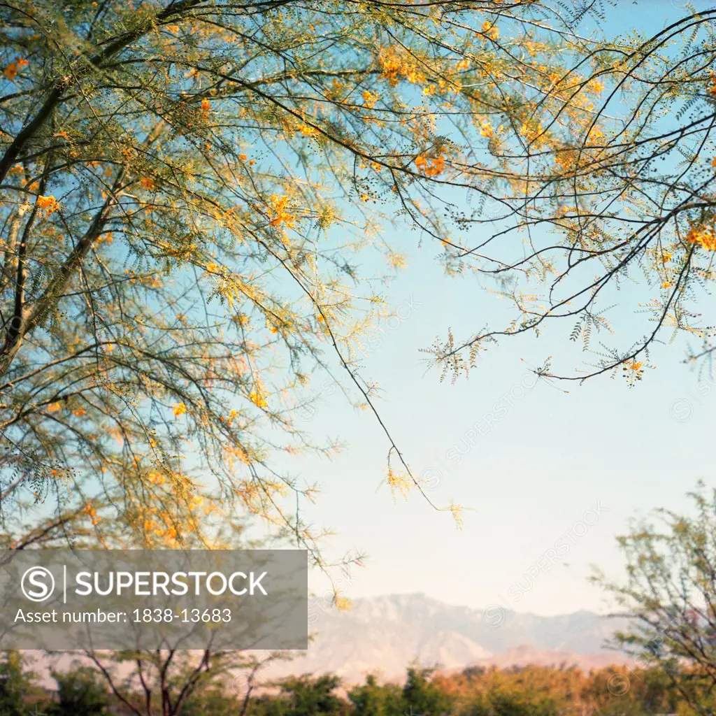 Blossoming Tree With Mountains in Background