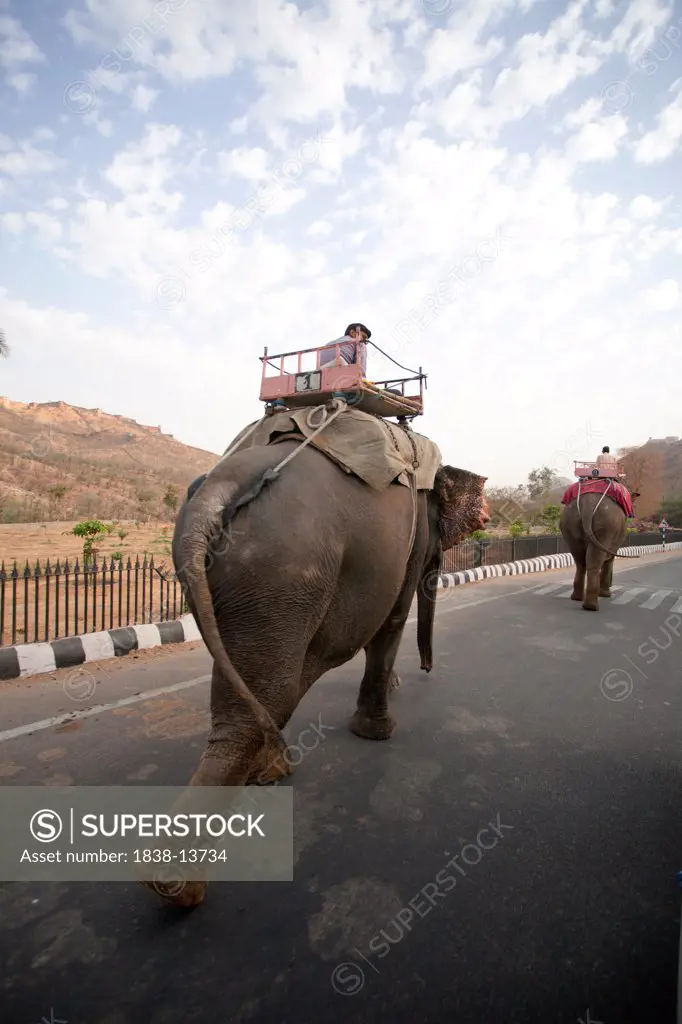Two Elephants With Passengers Walking on Street, Jaipur, India