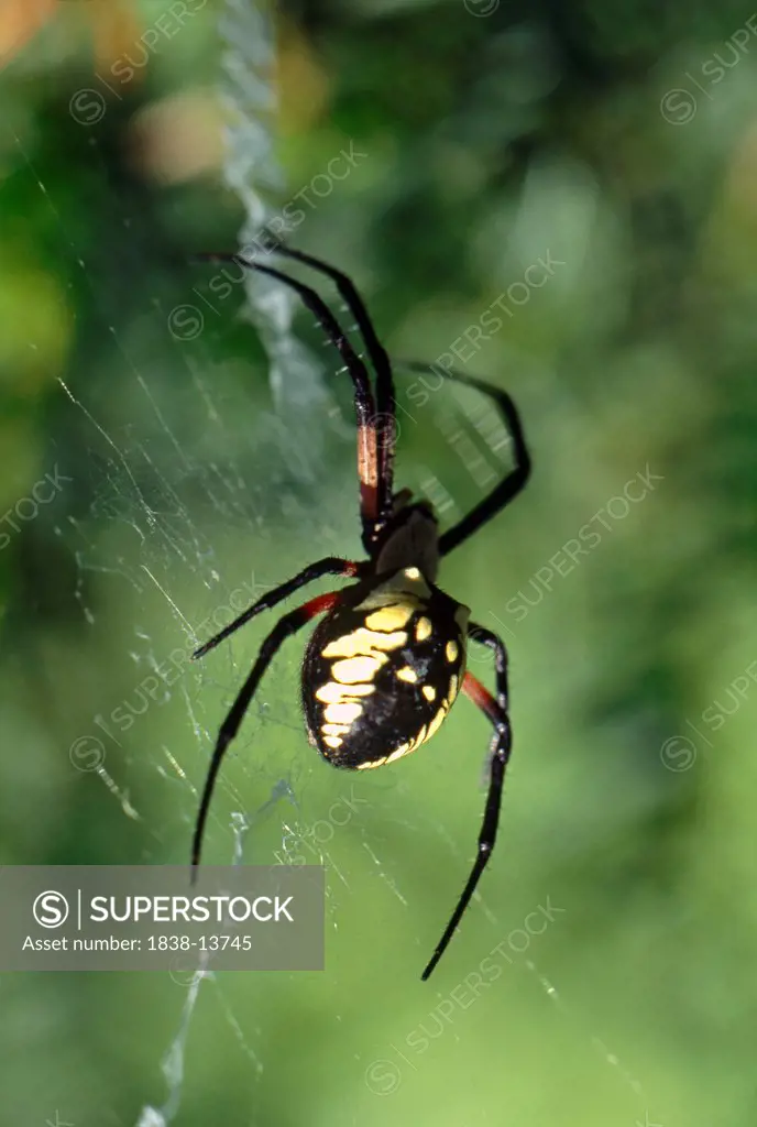 Argiope Spider in Web