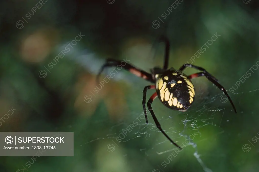 Argiope Spider in Web