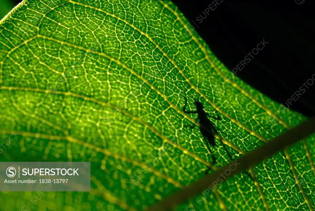 Katydid Shadow on Green Leaf