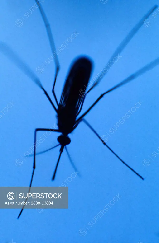 Mosquito on Blue Background, Close-Up