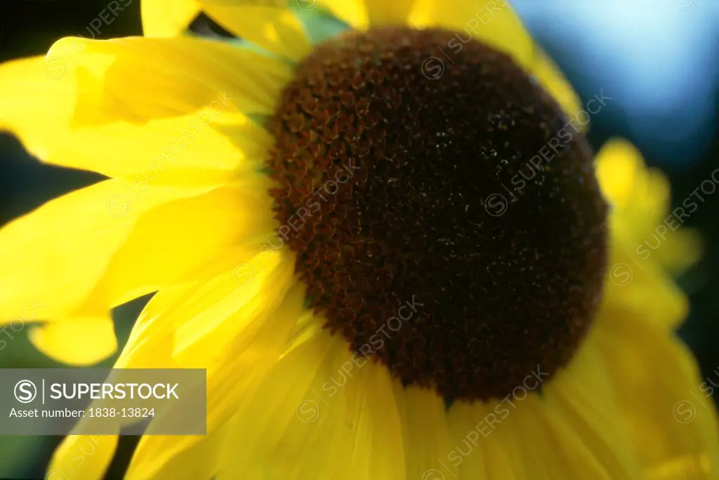 Sunflower, Close-Up