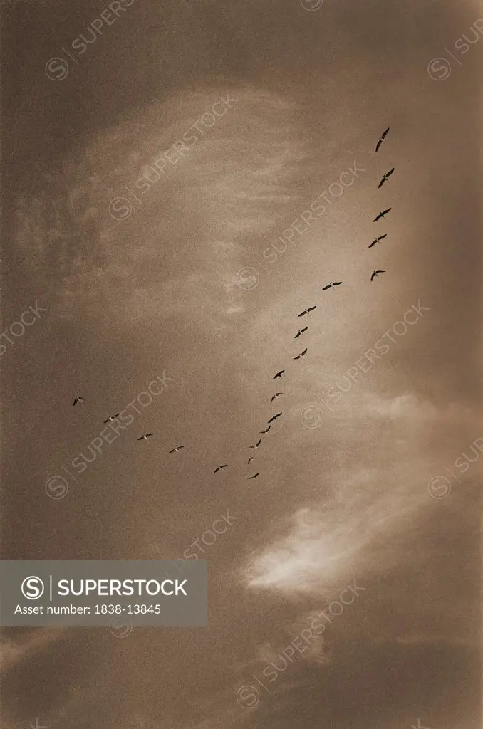 Birds Flying in Formation, Low Angle View