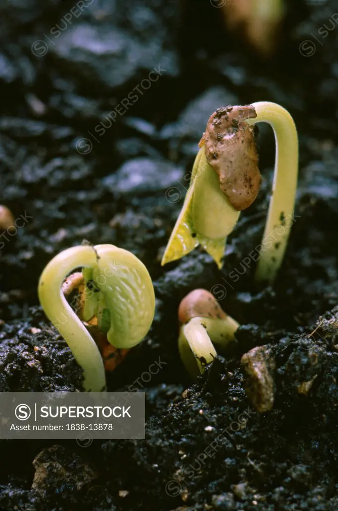 Beans Sprouting in Dirt