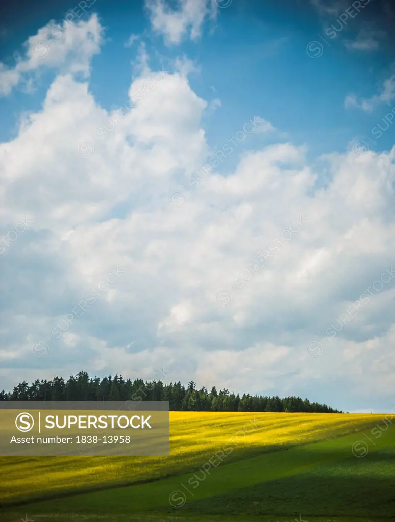 Field of Yellow Flowers in Rural Countryside, Germany