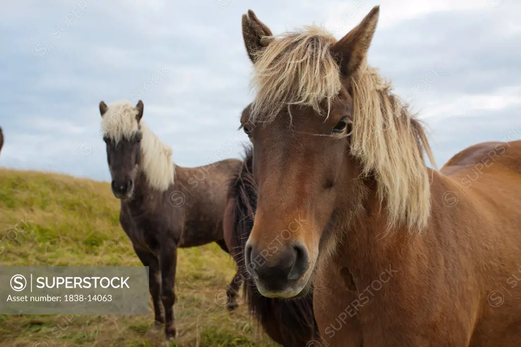 Horses in Field, Close Up, Iceland