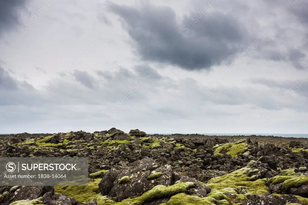 Lava Field Covered in Moss, Iceland