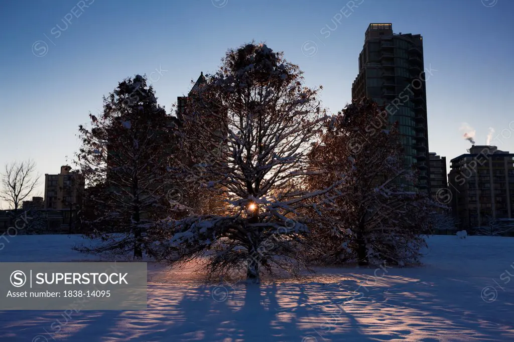 Sun Peaking Through Tree in Snowy Urban Park, Vancouver, Canada