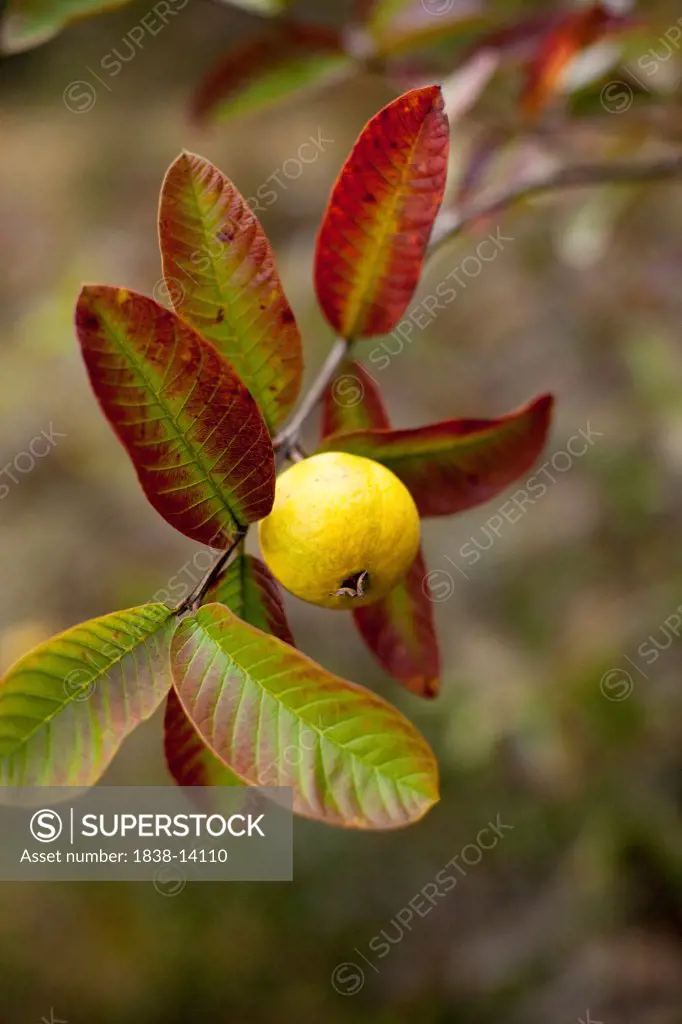 Guava on Branch With Colorful Leaves