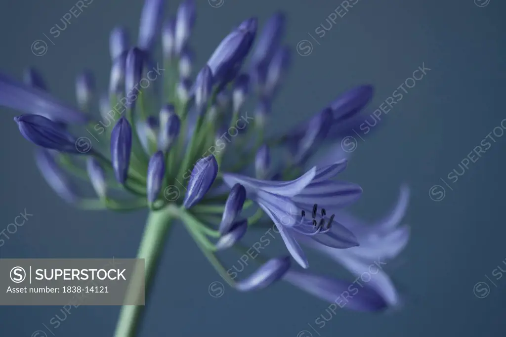 Purple Agapanthus Flower