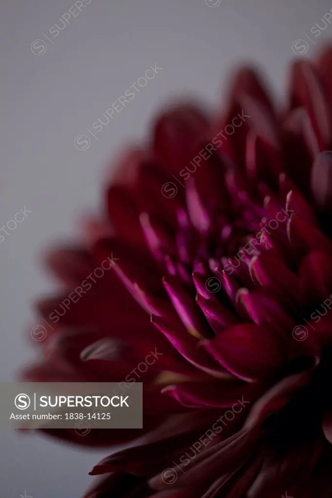 Purple Dahlia Flower Close Up
