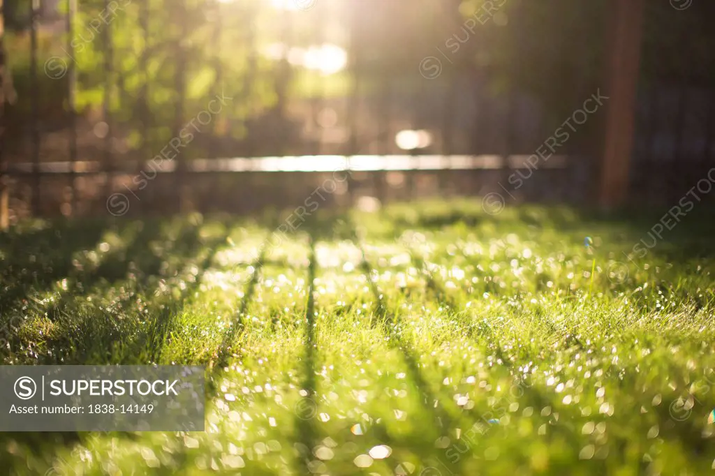 Sunlight and Fence Shadow on Grass