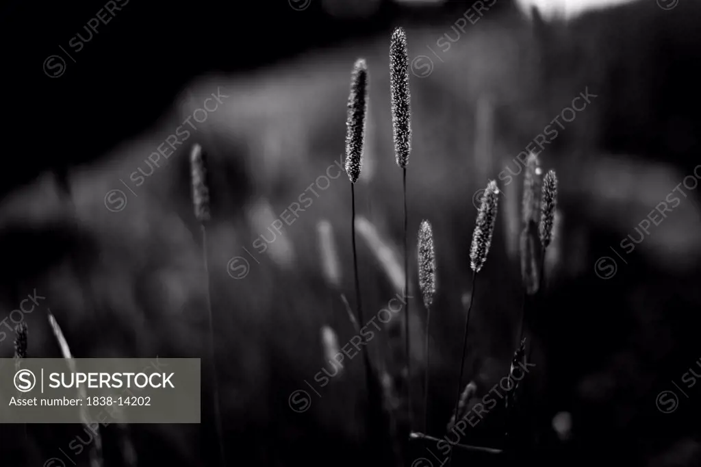 Tall Grasses, Close Up