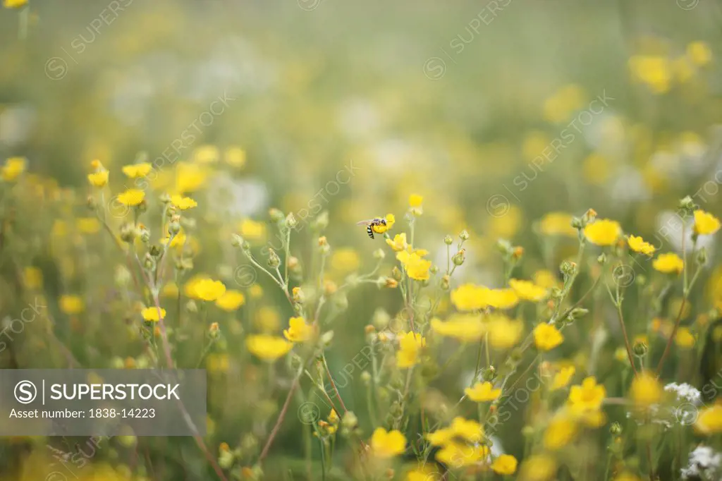 Bee and Yellow Wildflowers