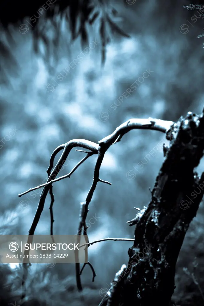 Bare Tree Branch, Close-Up
