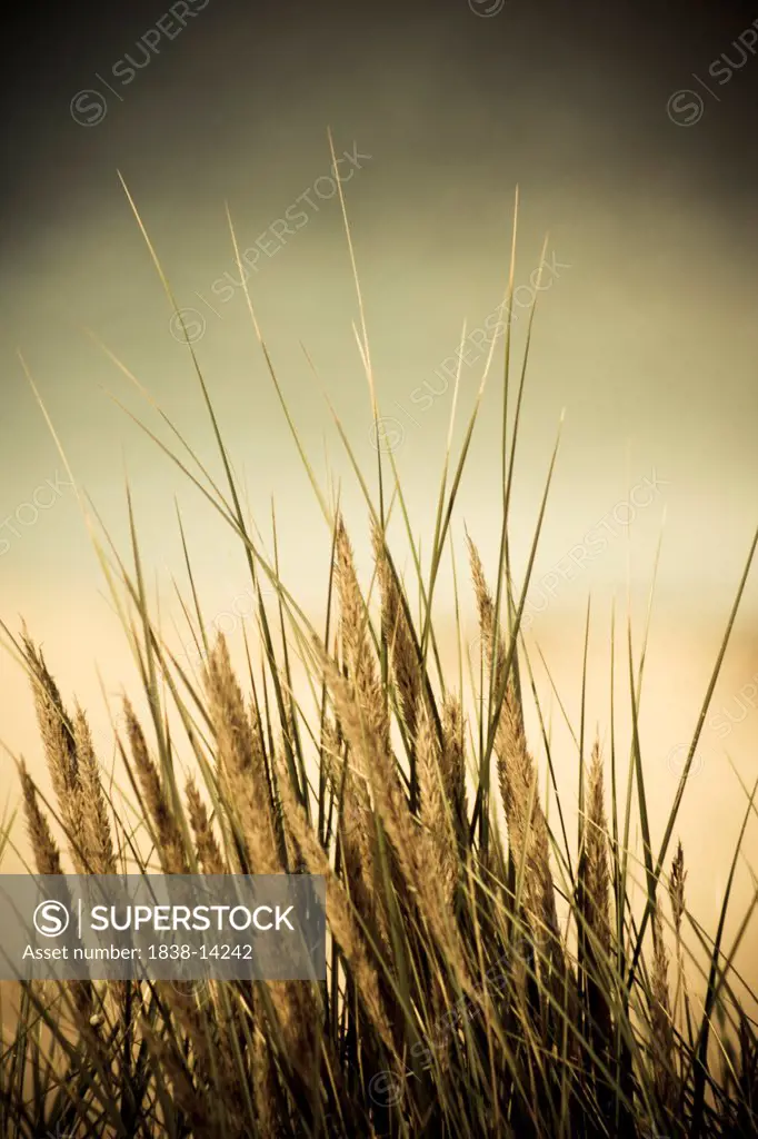 Wheat Grass at Beach