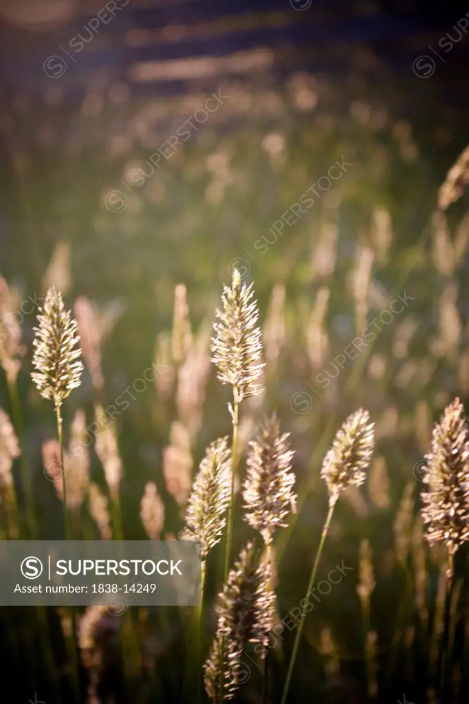 Wheat Germ Grass