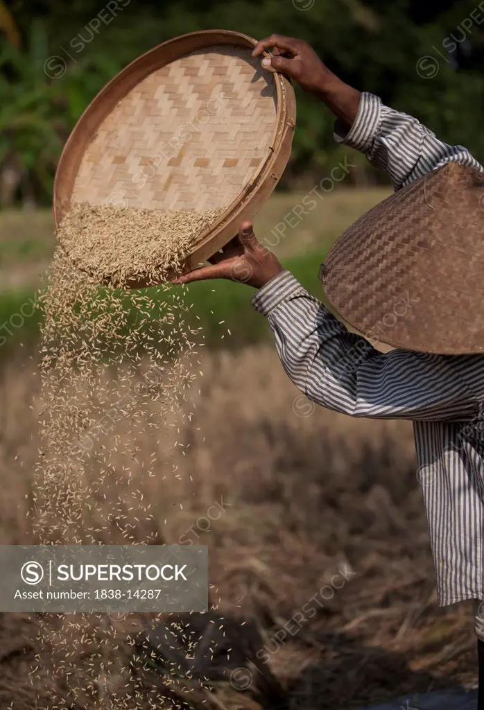 Man Sorting Rice During Harvest, Bali, Indonesia