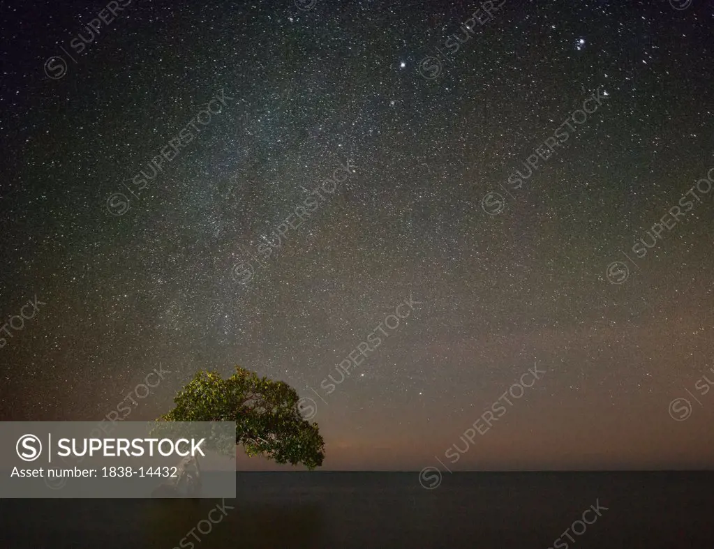 Tree in Shallow Water With Starry Sky at Night