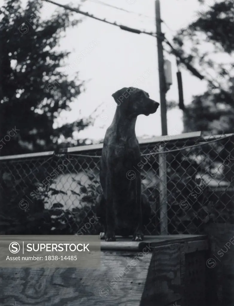 Coonhound Dog, Outdoor Portrait,