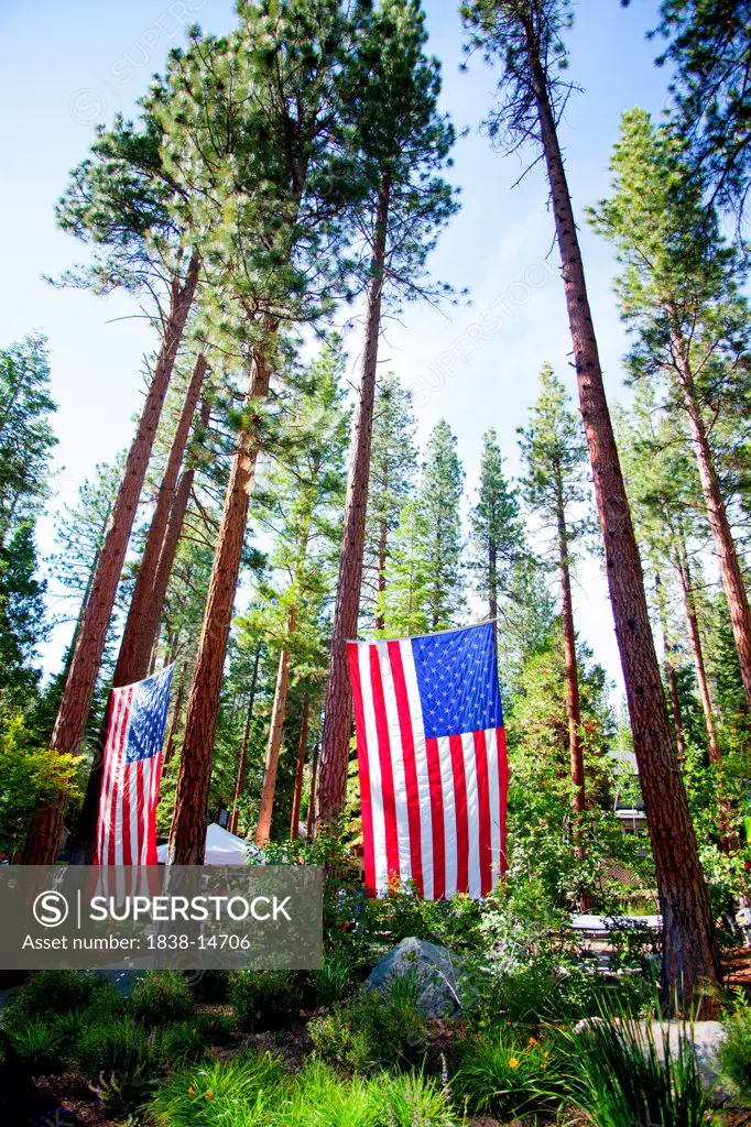 Two American Flags Hanging From Redwood Trees