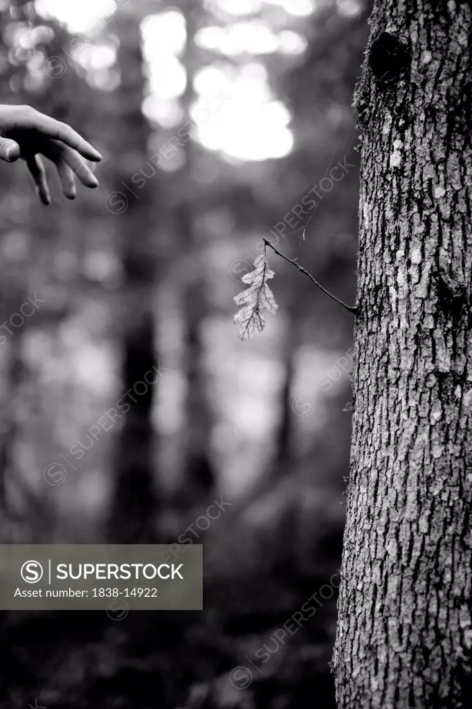 Hand and Lone Leaf