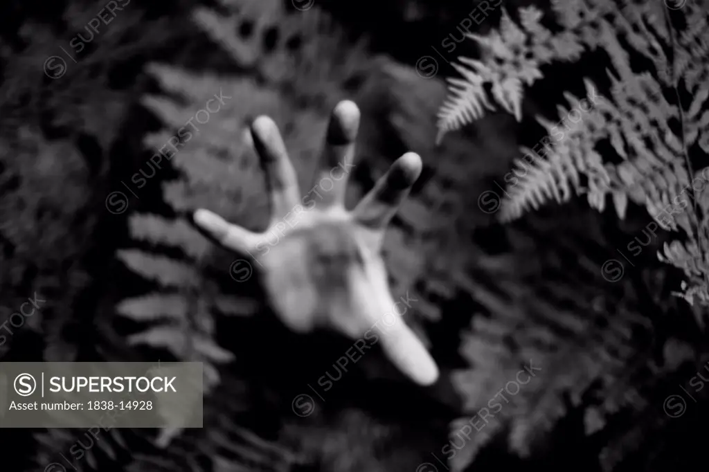 Hand Reaching Through Ferns