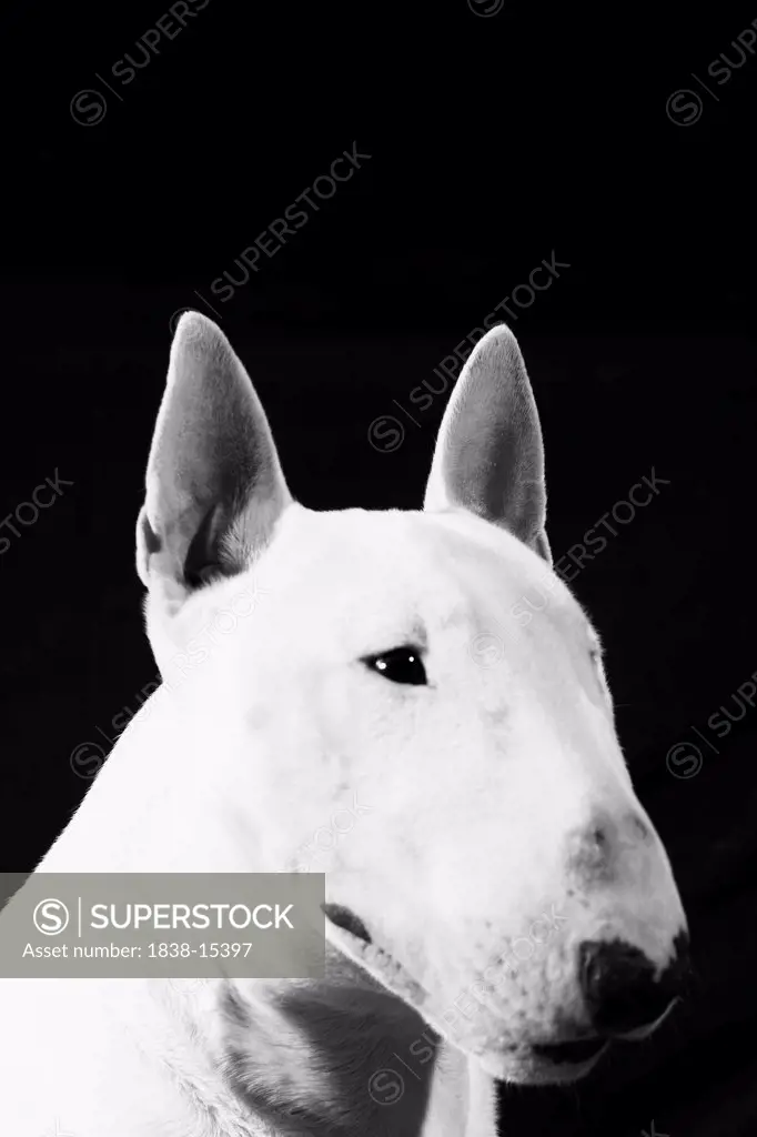 Bull Terrier Portrait, Close-Up