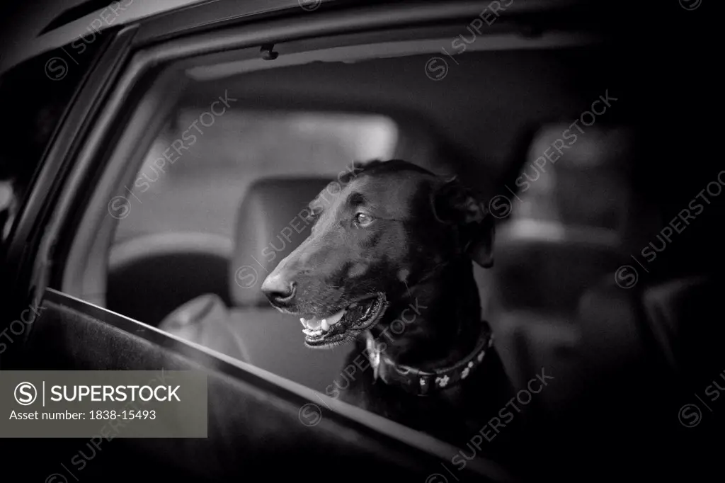 Black Dog Looking Out Car Window