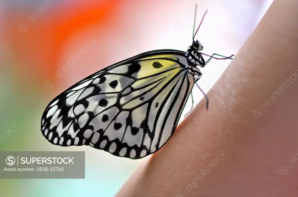Butterfly, Close Up