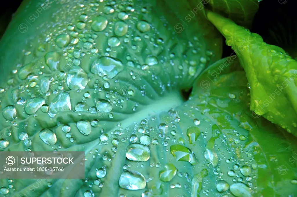 Water Drops on Green Plant Leaf, Close Up