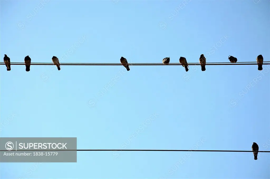 Multiple Birds on Top Wire and One Bird on Bottom Wire